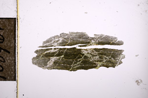 Plane Polarized, E10896