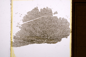 Plane Polarized, E10935