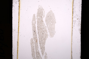 Plane Polarized, E10960