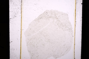 Plane Polarized, E10983