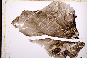 Plane Polarized, E11027