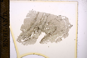 Plane Polarized, E11337