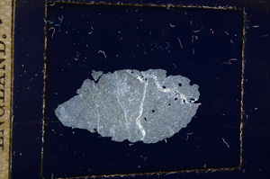 Cross Polarized, E11341