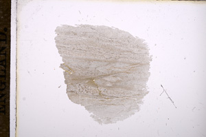 Plane Polarized, E11355