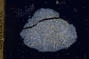 Cross Polarized, E11365