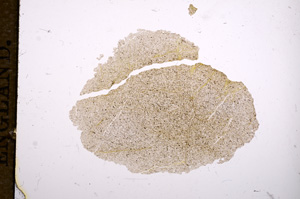 Plane Polarized, E11365