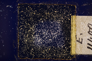 Cross Polarized, E11400