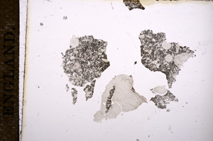 Plane Polarized, E11444