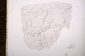 Plane Polarized, E11447