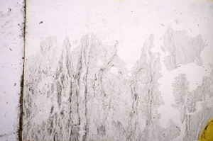 Plane Polarized, E11451