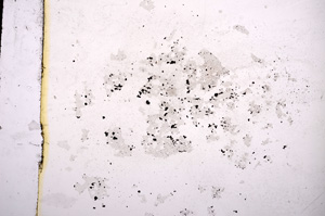 Plane Polarized, E11468