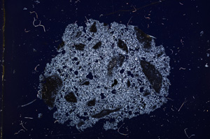 Cross Polarized, E11470