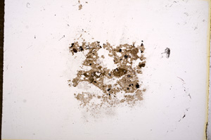 Plane Polarized, E11474