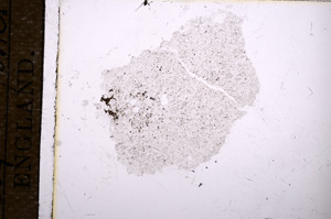 Plane Polarized, E11487