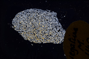 Cross Polarized, E11491