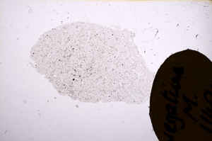 Plane Polarized, E11491