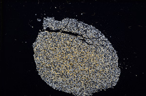 Cross Polarized, E11531