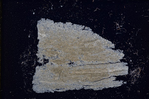 Cross Polarized, E11534