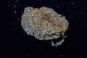 Cross Polarized, E11541