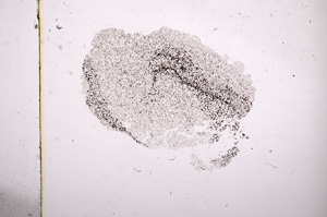 Plane Polarized, E11541