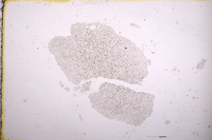 Plane Polarized, E11547