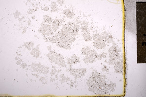 Plane Polarized, E11548