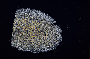 Cross Polarized, E11554