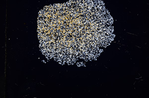 Cross Polarized, E11555