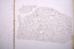 Plane Polarized, E11561