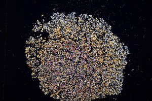 Cross Polarized, E11564