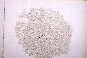 Plane Polarized, E11564