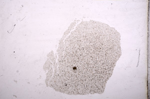 Plane Polarized, E11566