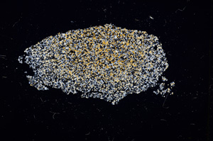 Cross Polarized, E11567