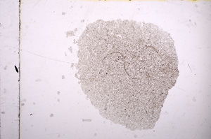 Plane Polarized, E11568