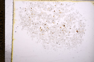 Plane Polarized, E11577
