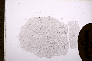 Plane Polarized, E11580