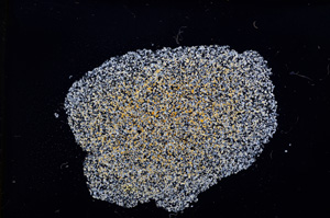 Cross Polarized, E11591