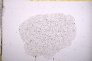 Plane Polarized, E11591