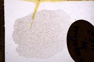 Plane Polarized, E11594