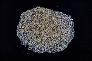 Cross Polarized, E11595