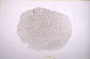 Plane Polarized, E11595