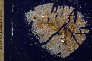 Cross Polarized, E11598