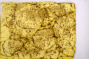 Plane Polarized, E11602