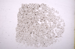 Plane Polarized, E11604