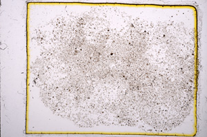 Plane Polarized, E11621