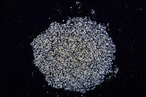 Cross Polarized, E11641