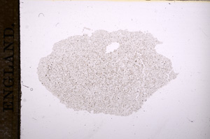 Plane Polarized, E11642