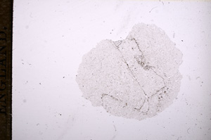 Plane Polarized, E11643