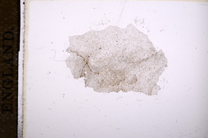 Plane Polarized, E11645