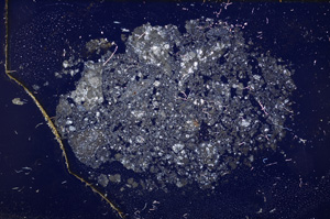 Cross Polarized, E11664